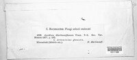 Puccinia martianoffiana image